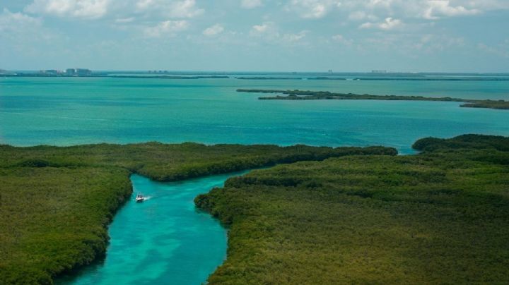 Día Internacional del Manglar: Lugares en México para conocer estos ecosistemas