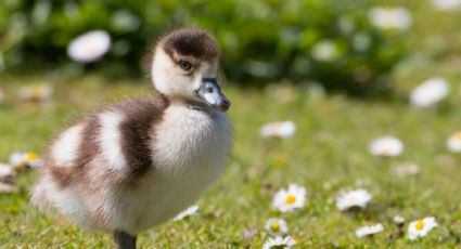 ¡Heróico! Así fue el rescate de un patito herido en el Bosque de Chapultepec