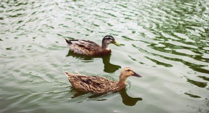 ¿Te quedaste en CDMX? El parque con áreas verdes y lagunas naturales para ir con tus hijos