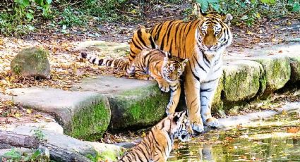 Día del Tigre: Zoológicos de México para admirar estos bellos animalitos al viajar con niños
