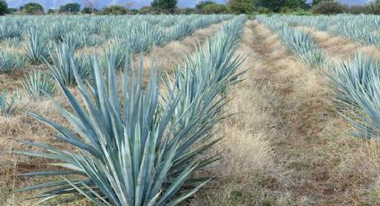 ¡No es Jalisco! El pueblito de Guanajuato donde podrás disfrutar la ruta del tequila