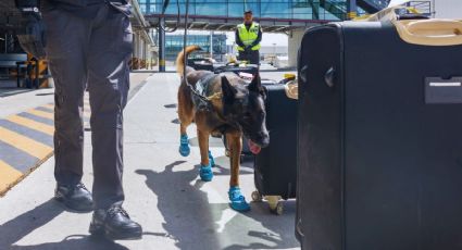 ¡Qué belleza! Perritos del AIFA estrenan ‘botitas’ para proteger sus patitas del calor