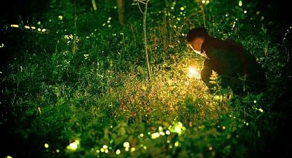 Luciérnagas iluminan un árbol gigante y esta imagen cautiva el internet