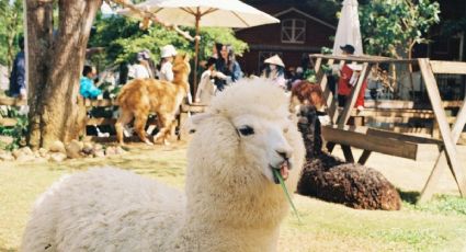 El Pueblo Mágico con un zoológico, albercas y atracciones por 150 pesos