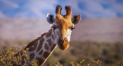 Reino Animal vs Zacango: Cuál lugar es mejor para que los niños disfruten estas vacaciones