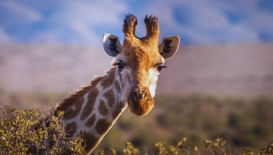 Reino Animal vs Zacango: Cuál lugar es mejor para que los niños disfruten estas vacaciones