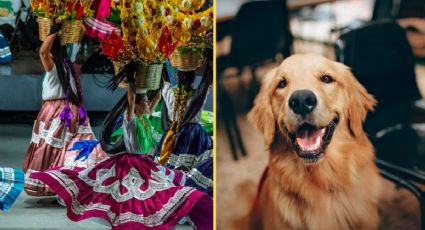 Guelaguetza Cancún 2025 busca al ‘Mazapán Caribeño’ y así puedes inscribir a tu perrito