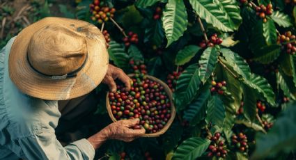 Rutas de café en México: 4 pueblos con tradición que debes conocer