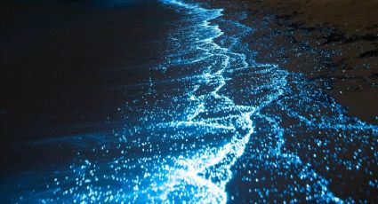 Descubre la bioluminiscencia de Manialtepec: La magia nocturna cerca de Puerto Escondido