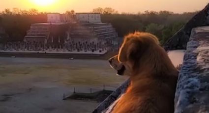 Los lomitos de Chichen Itzá: La historia de los perritos que protegen las pirámides de Yucatán