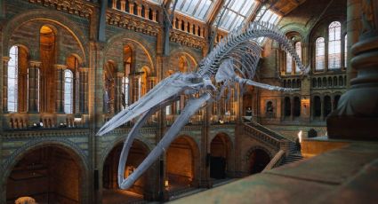 Así es la experiencia nocturna del Museo de Historia Natural en Londres