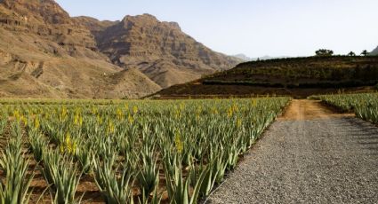 Fiestas del Mezcal 2025 llegan a Guanajuato con actividades imperdibles en estas fechas