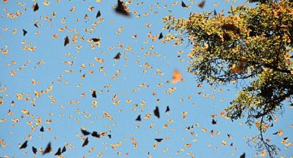 Reserva de la Mariposa Monarca celebra 17 años como Patrimonio Natural de la Humanidad