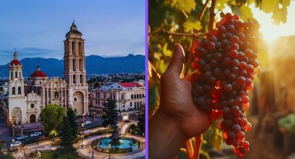 Coahuila se prepara para la temporada de vendimias en estas FECHAS