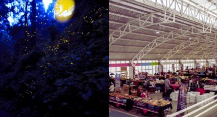 Festival Internacional de las Luciérnagas 2025: Conoce los 26 ecoparques autorizados en el Edomex