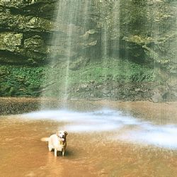 Cascadas pet friendly en México para disfrutar el verano con tu amigo peludo