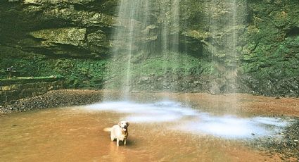 Cascadas pet friendly en México para disfrutar el verano con tu amigo peludo