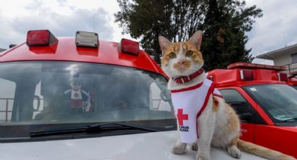 La historia del gatito ‘paramédico’ de la Cruz Roja que sana corazones con su ternura