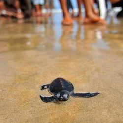 ¿Cuál es la temporada para liberación de tortugas en Ixtapa, Zihuatanejo?
