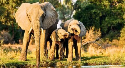 Día del Elefante: conoce a Ely, Annie y Gipsy al visitar el zoológico de San Juan de Aragón
