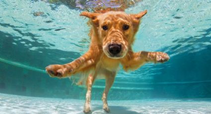 El tierno perrito que disfruta relajarse en la piscina con su amo en vacaciones