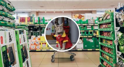 La gatita que enamora a turistas y locales en Puebla al trabajar en un OXXO