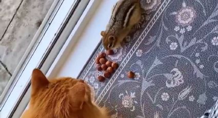 Viral: El gatito que rescata a una ardilla para que su dueña la adopte