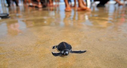 ¿Cuál es la temporada para liberación de tortugas en Ixtapa, Zihuatanejo?