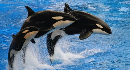 ¡Aventura extrema! Así podrás nadar con orcas en tus viajes por México