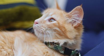 Gatitos viajeros conquistan las redes en vuelo de Los Ángeles a Nueva York