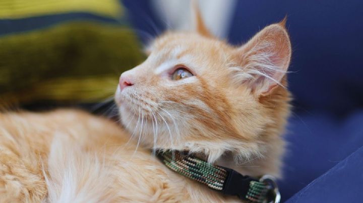 Gatitos viajeros conquistan las redes en vuelo de Los Ángeles a Nueva York