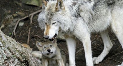 Día del Lobo: Así puedes disfrutar ver a crías de lobo bebé en el Zoológico de Aragón