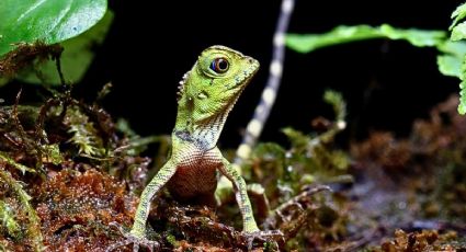 Día del Lagarto: el santuario donde se resguarda a esta especie en Quintana Roo y Yucatán