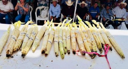 Feria del Elote en Jala 2025: tradición, sabor y mazorcas gigantes