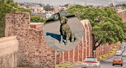 Hachiko mexicano: La historia de Pimpón, el perrito que nunca volvió a ver a su dueño