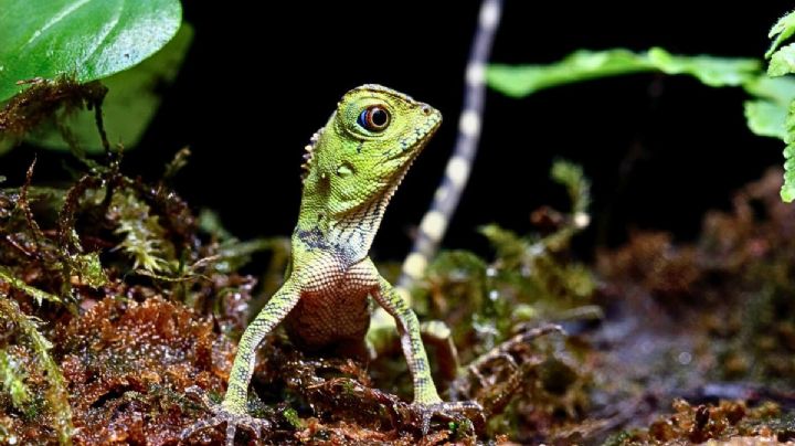 Día del Lagarto: el santuario donde se resguarda a esta especie en Quintana Roo y Yucatán