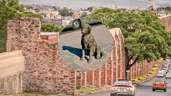 Hachiko mexicano: La historia de Pimpón, el perrito que nunca volvió a ver a su dueño