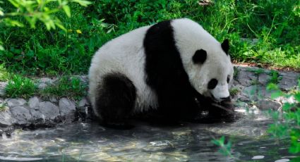 Viral: el video de un panda que disfruta darse un cahpuzón en una poza