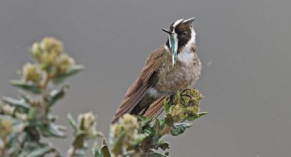 Fotógrafo colombiano capta estremecedor video del misterioso colibrí con barba
