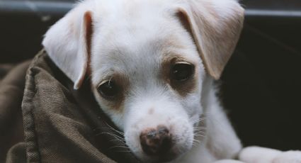 ¿Qué es el Jueves de Bondad de Simi Pet? Así puedes ayudar a perritos y gatitos GRATIS