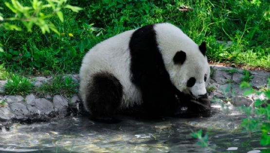 Viral: el video de un panda que disfruta darse un cahpuzón en una poza