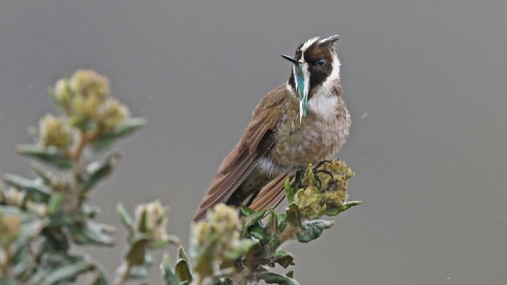 Fotógrafo colombiano capta estremecedor video del misterioso colibrí con barba