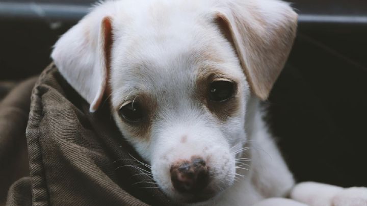 ¿Qué es el Jueves de Bondad de Simi Pet? Así puedes ayudar a perritos y gatitos GRATIS