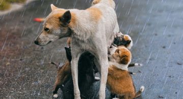 Automovilista rescata a perritos que se abrazaban bajo la lluvia mientras viaja en su auto