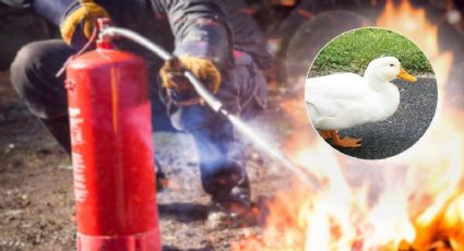 Así fue el heróico rescate de un pato en un incendio en una colonia de la CDMX