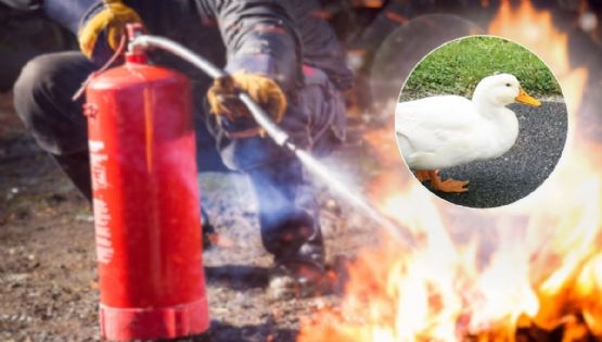 Así fue el heróico rescate de un pato en un incendio en una colonia de la CDMX