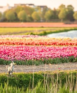 No es Holanda, el Pueblo Mágico con un bello jardín de flores a los pies de un volcán