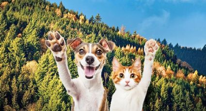 Adoptatón en Tlalpan 2025: fecha, lugar y cómo adoptar a tu nueva mascota gratis