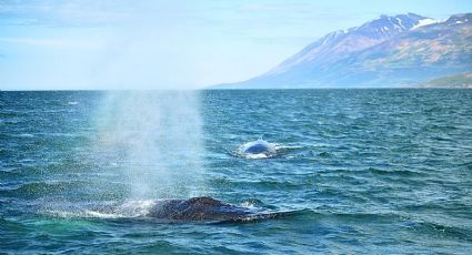 Las islas de México donde puedes encontrar ballena gris y jorobadas en temporada