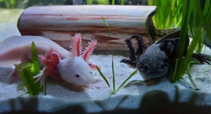 Ajolote, el mítico animalito con propiedades regenerativas que enamora al mundo entre canales vivos